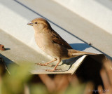Hedge Sparrow.jpg