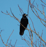 Rook in tree.