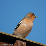 Chaffinch - Male.