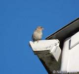 House Sparrow - Female.