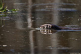 River Otter