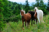 Wild ponys in Grayson Highland State Park