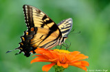 Tiger Swallowtail