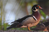 Wood Duck Drake