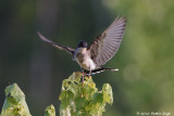 Eastern Kingbird