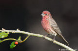 House Finch