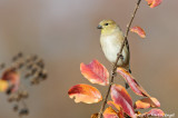 American Goldfinch