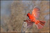 Northern Cardinal