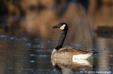 Canada Geese