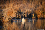 Canada Geese