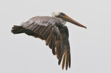 Brown Pelican