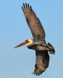 Brown Pelican