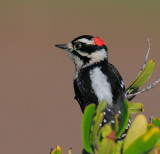 Downy Woodpecker