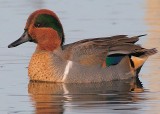 Green-winged Teal