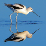 American Avocet