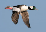 Bufflehead - male