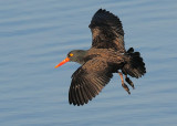 Black Oystercatcher