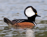 Hooded Merganser - Male