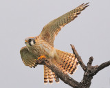 American Kestrel