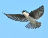 Tree Swallow