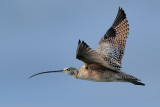 Long-billed Curlew