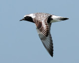 Black-bellied Plover