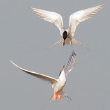 Forsters Terns