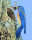 Western Bluebird