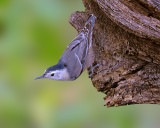 White-breasted Nuthatch
