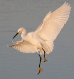 Snowy Egret