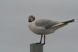 mouette rieuse - black headed