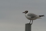 mouette rieuse - black headed
