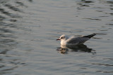 mouette-au-repos