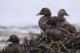 eiders