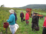 Vendanges Grappe 2012 003.jpg