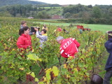 Vendanges Grappe 2012 005.jpg