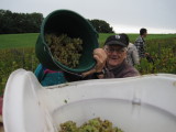 Vendanges Grappe 2012 008.jpg