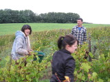 Vendanges Grappe 2012 009.jpg