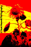 Sun Flower
