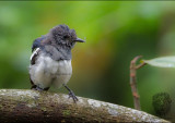 Philippine Magpie-Robin <i>(Copsychus saularis)<i>