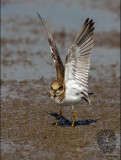 Little Ringed Plover 