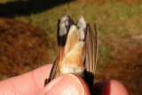 Tail, note the rufous colors