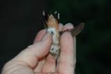 Allens Hummingbird - Underside and tail