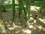 new bamboo shoots