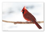 Cardinals