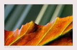 Angelwing Begonia