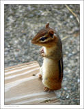 Chipmunk