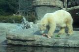 polar bear lunch