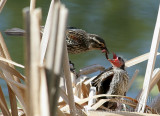 Feeding Time