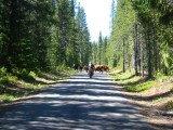 Tuono cattle drive